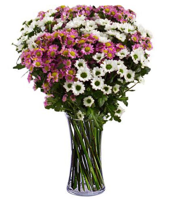 Lilac and white chrysanthemums