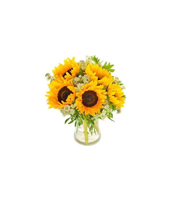Sunny sunflowers to Netherlands