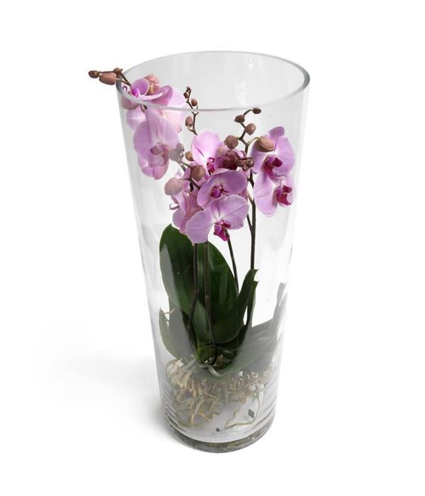 Purple Orchid in glass