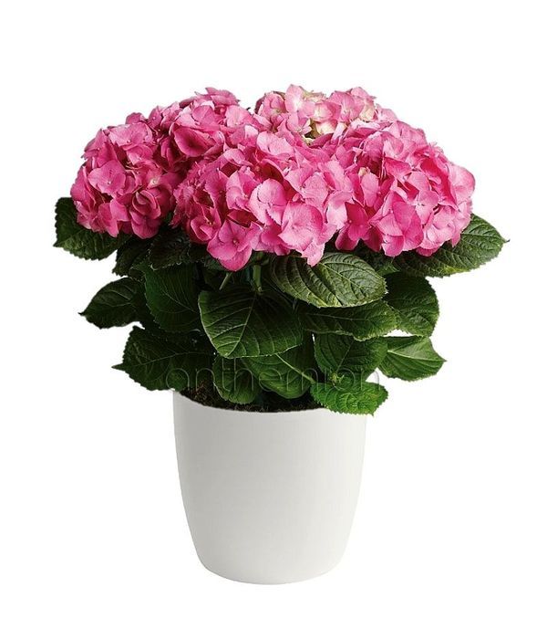 Pink hydrangea plant to Poland