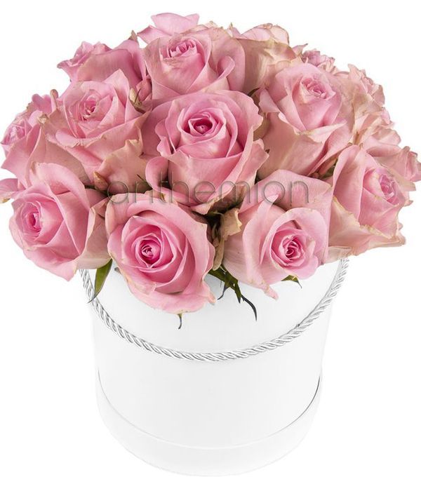 Pink roses in gift box