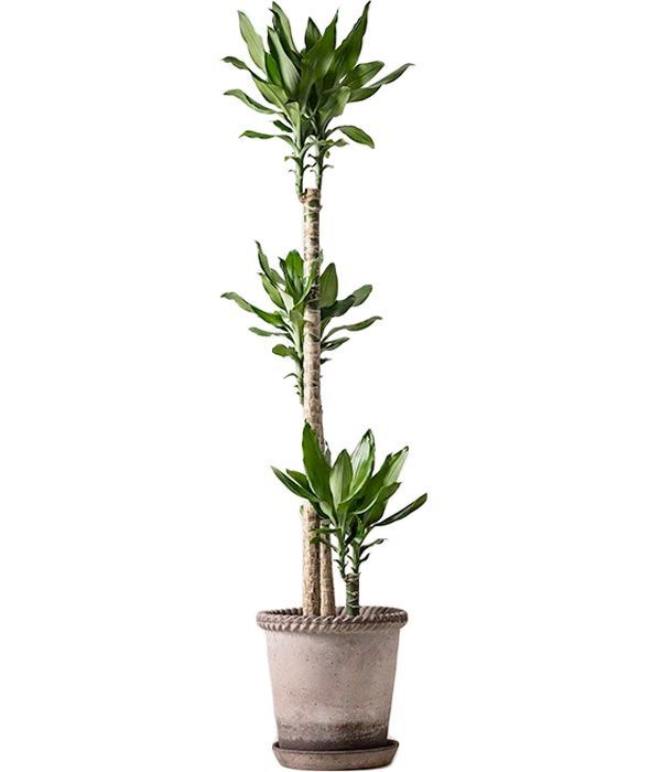 Dracaena plant delivery to Sweden