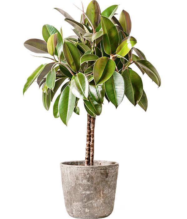 Ficus Melany to Sweden