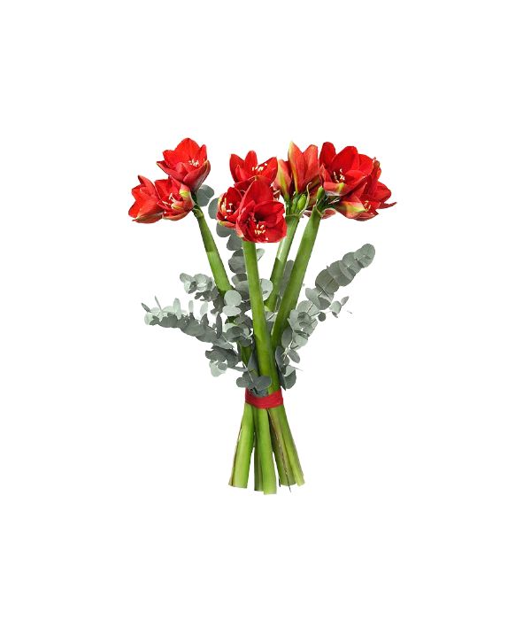 Lush Amaryllis Bouquet