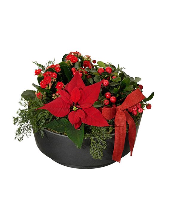 Round box with poinsettia and hypericum