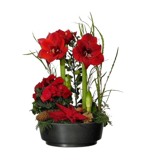 Festive arrangement with various seasonal plants