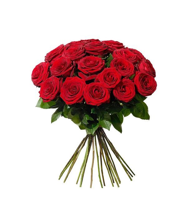 20 Classic red roses