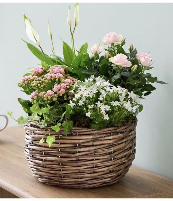 Καλάθι με ανθισμένα φυτά σε ροζ/λευκό χρώμα | ΠΑΡΑΔΟΣΗ ΕΠΟΜΕΝΗ ΜΕΡΑ  