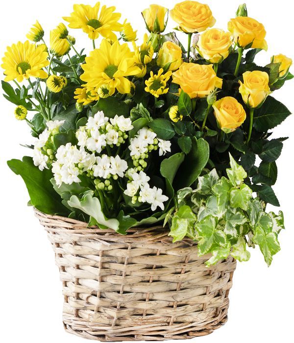 Radiant Yellow Planter with mix flowering plants