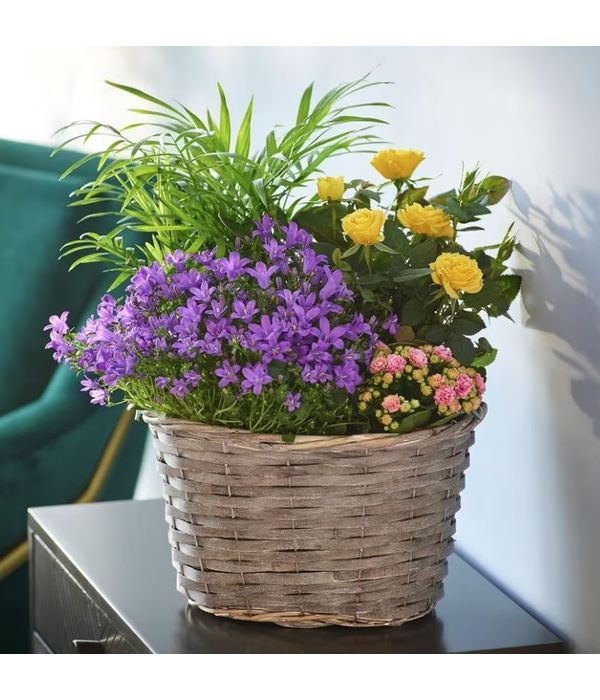 Vibrant Planted Basket. NEXT DAY DELIVERY