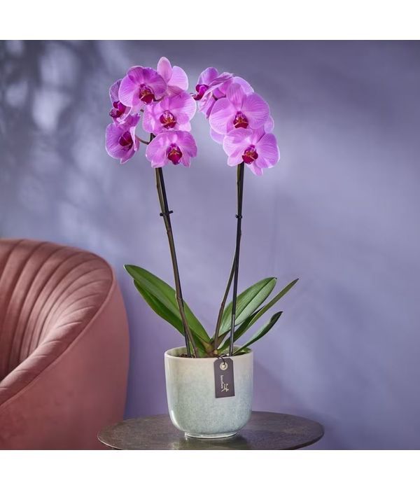 Dazzling pink orchid