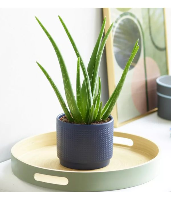 Aloe plant in ceramic 