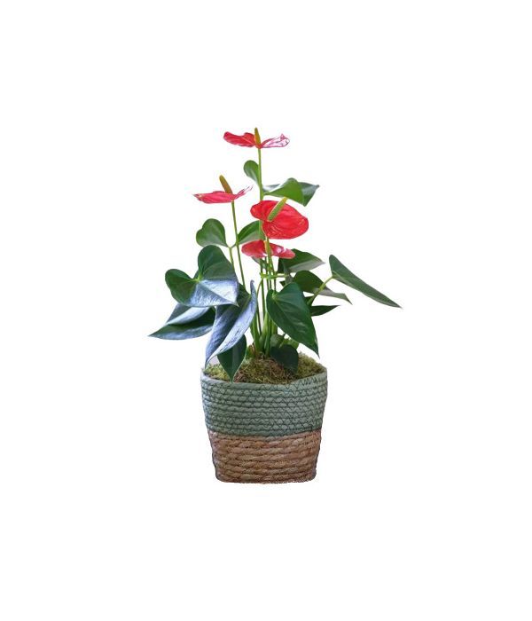Amazing Anthurium plant. NEXT DAY DELIVERY