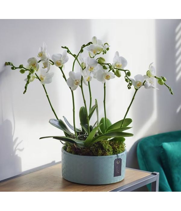 Striking white orchid arrangement