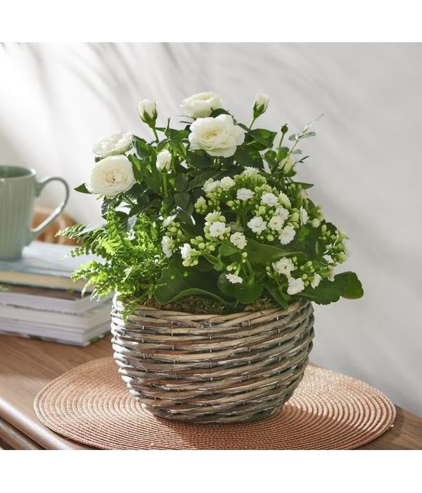 Chic whites planter. NEXT DAY DELIVERY