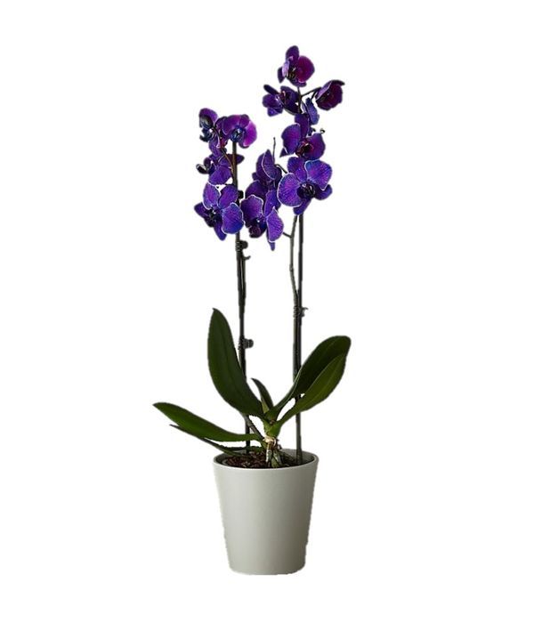  Pure Imagination Orchid