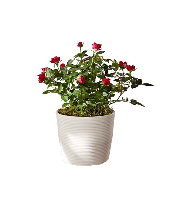 Red mini rose plant