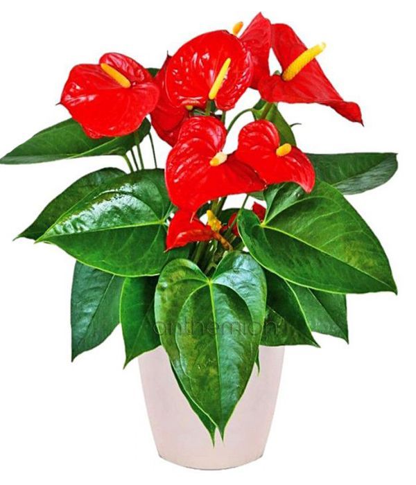 Tropical Anthurium plant