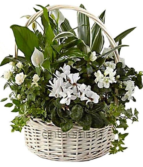 White plant arrangement