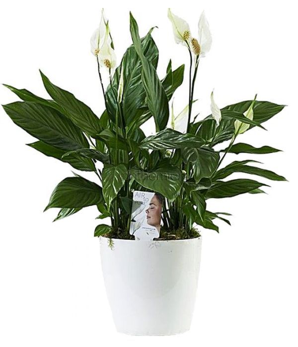 Elegant Peace Lily Plant