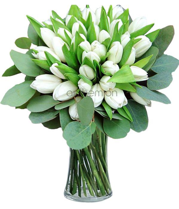 Elegant white tulips