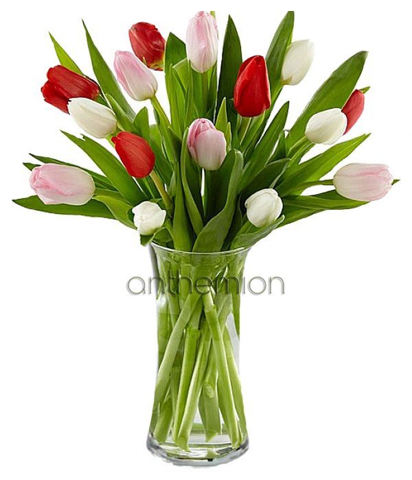 Fresh lovely tulips
