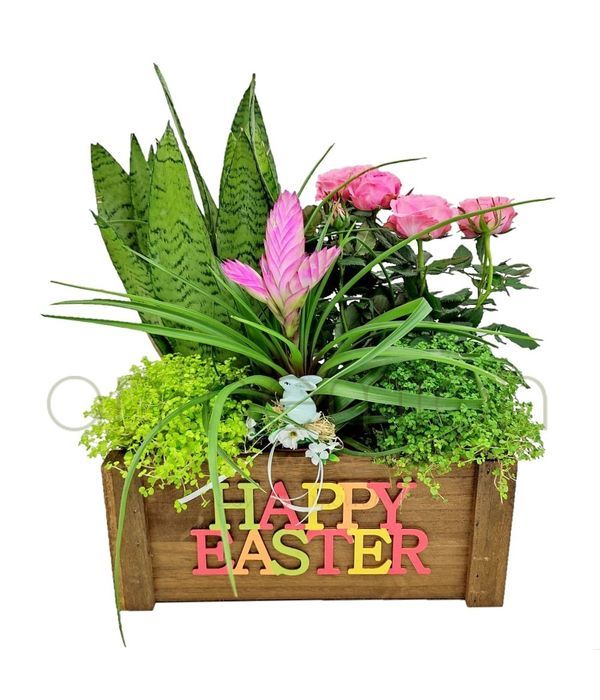 Easter crate with plants