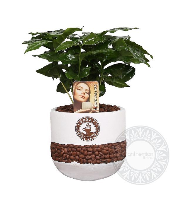 Coffee Tree Arabica