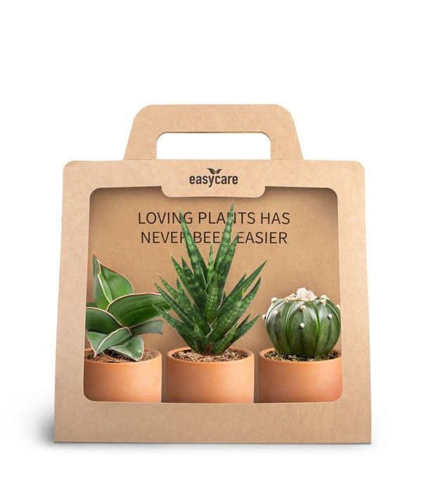 Σύνθεση με τρείς κάκτους σε οικολογική βάση