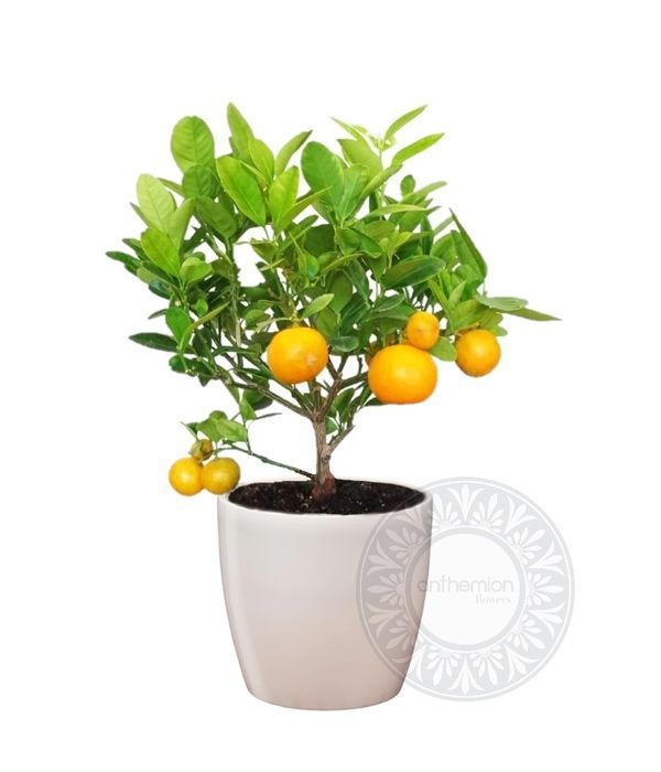 Καλαμοντίν (Citrus mitis)