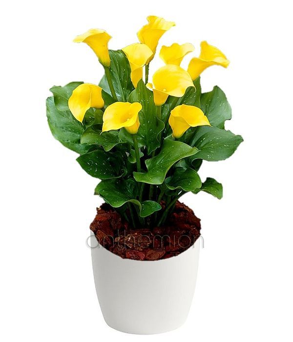 Yellow Calla plant