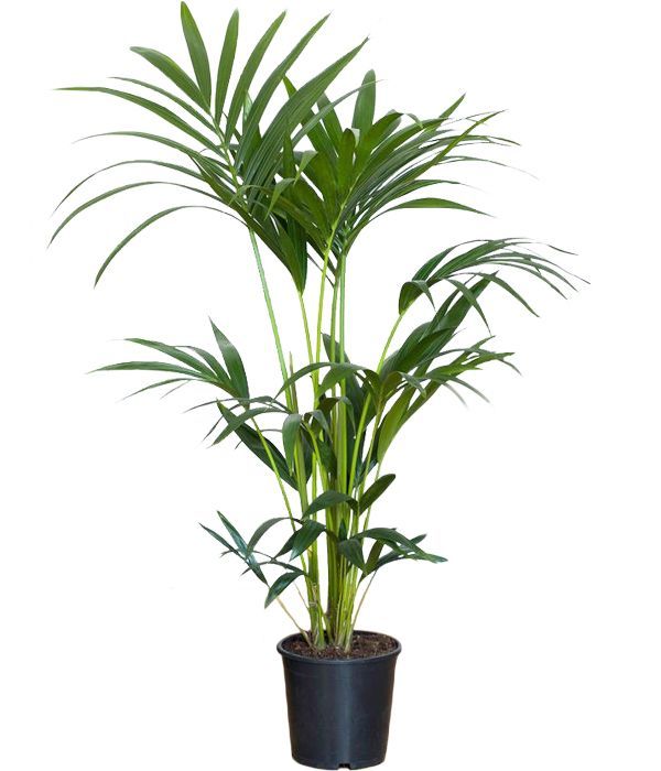 Tropical Kentia plant