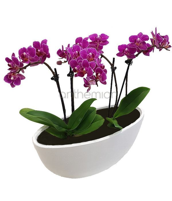 Two small orchids in a gondola