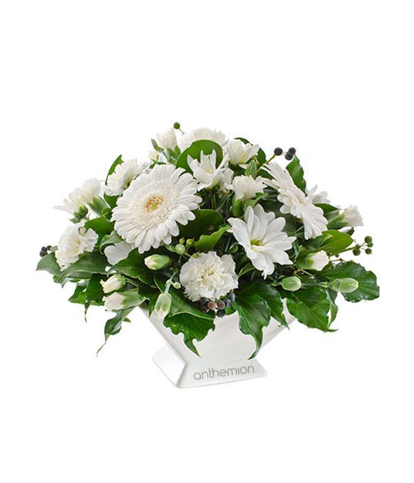 Ευγένεια με λευκά άνθη