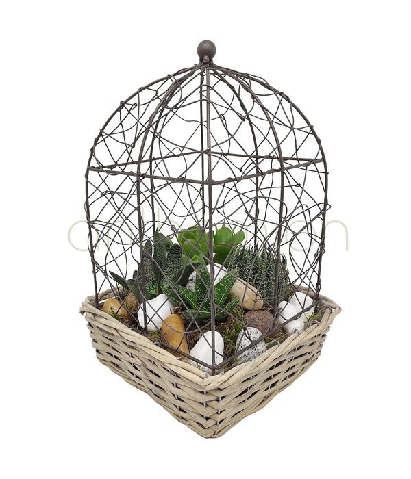 Succulents in a bird cage