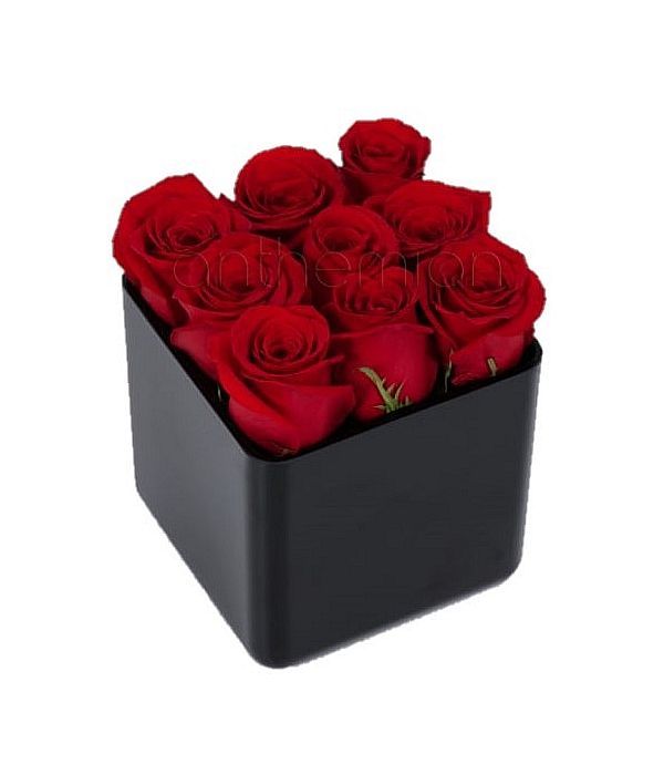 «Αγγελικές» σειρές τριαντάφυλλα σε κύβο (επιλογή χρώματος)