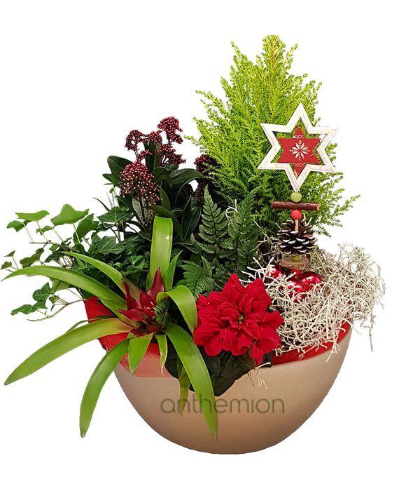 Self-watering container with Christmas plants