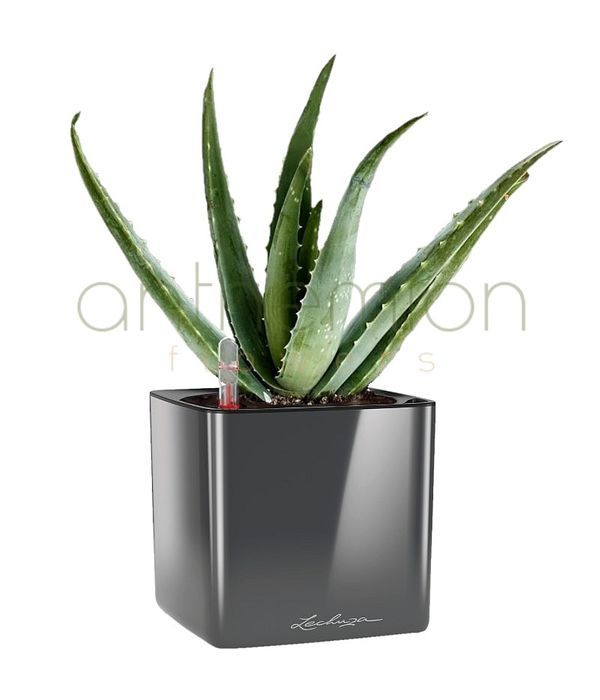 Aloe in self watering pot