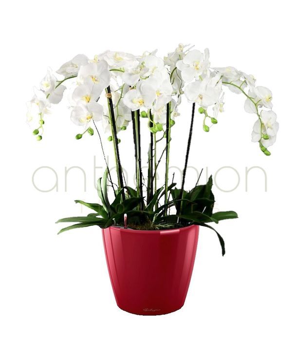 Exclusive orchid in self watering pot