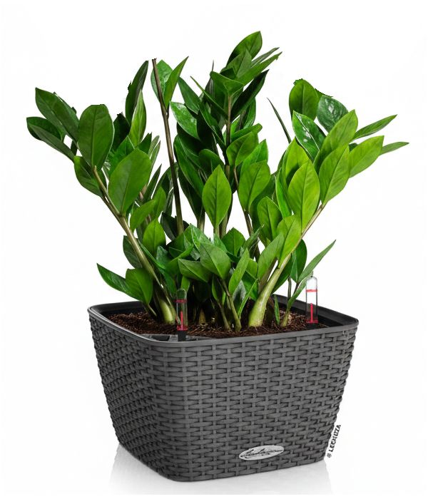 lechuza-zamies-fyta-anthemionflowers