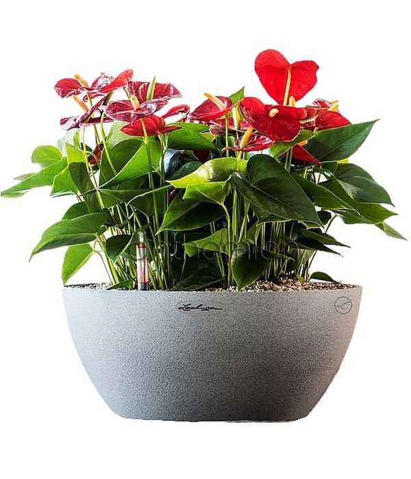 Anthurium plants in self watering pot