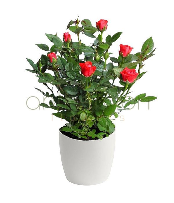 Lovely mini red rose plant