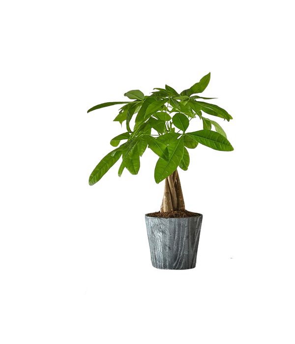 Δέντρο του χρήματος | Παχίρα φυτό