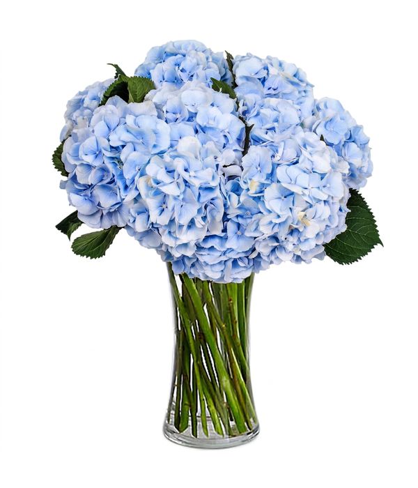 Bouquet of 8 blue hydrangeas