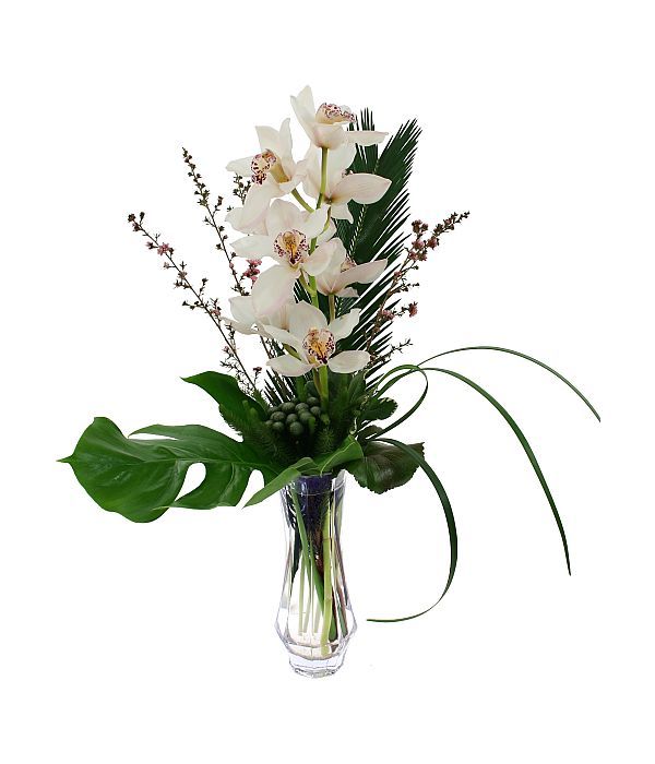Elegant White Orchid in vase