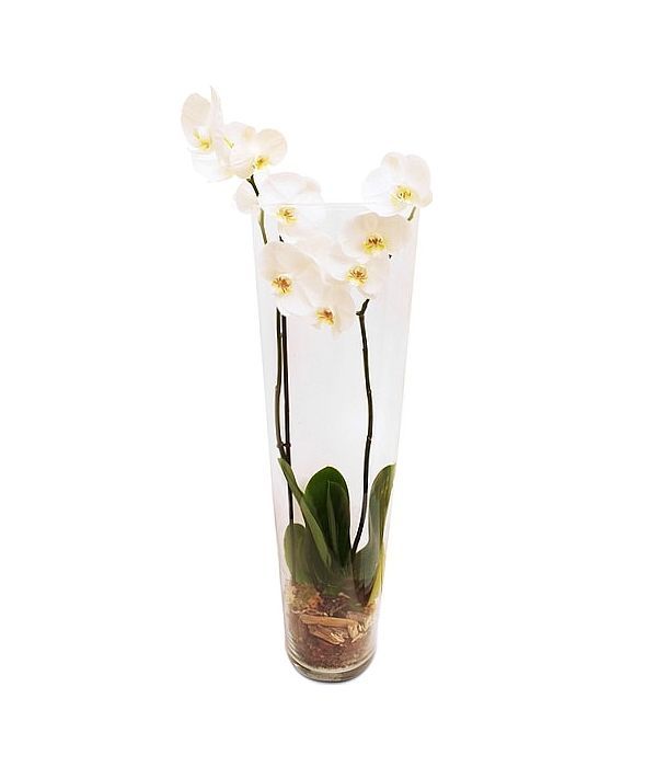 White orchid in tall cylindrical vase