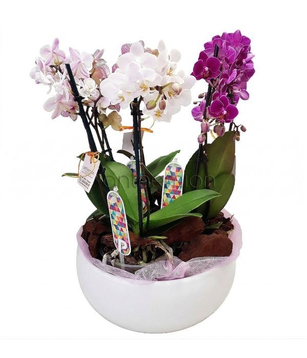 orchidea-falenopsis-synthesi-anthemionflowers