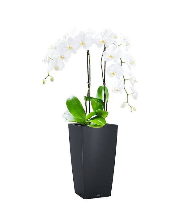 Orchid in stylish self watering pot