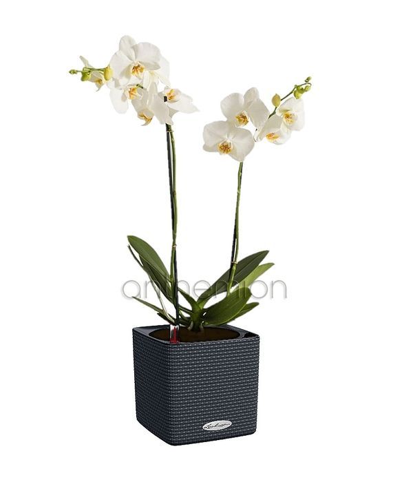 White orchid in a self watering pot