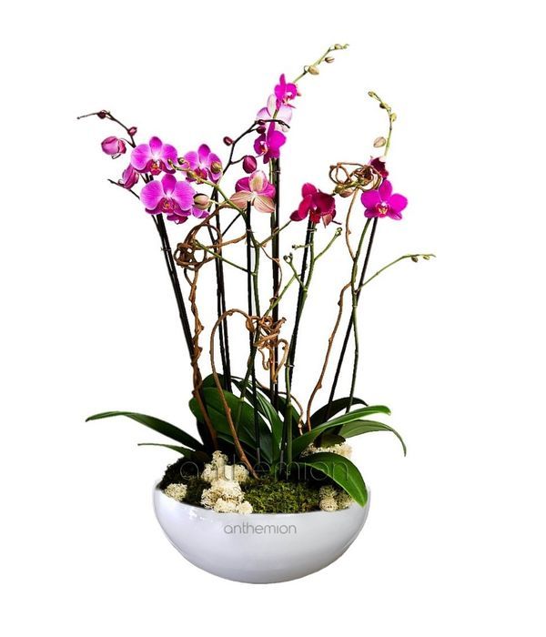 Arrangement with fuchsia Phalaenopsis orchids
